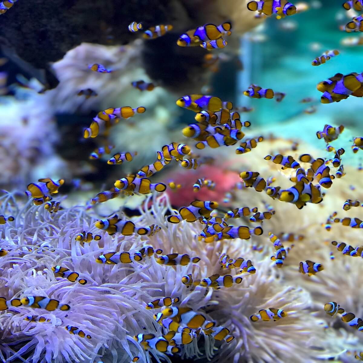 virtual acquariums