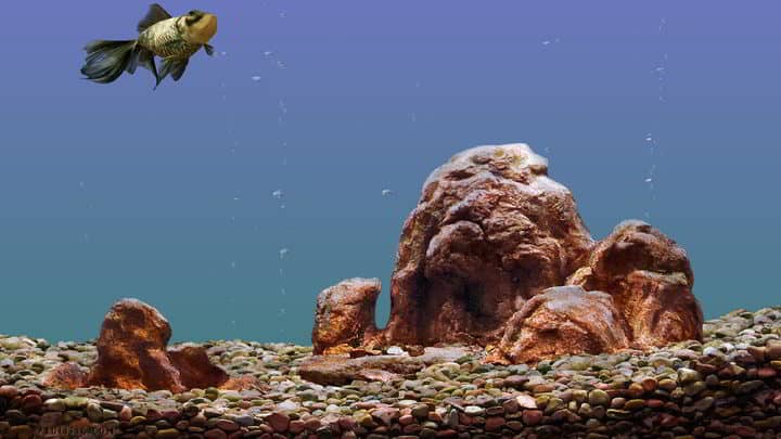 Goldfish Aquarium