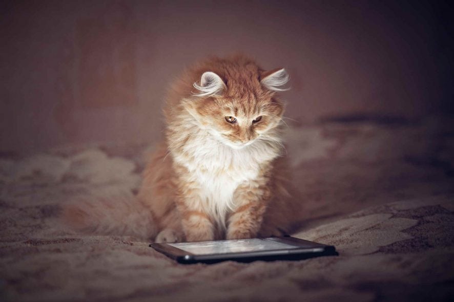 What are the best Windows 10 games for cats