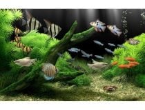 Dream Aquarium